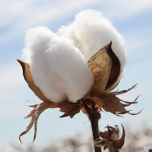 Why Buy Organic Cotton?