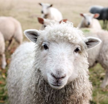 A Love Letter to Organic Wool